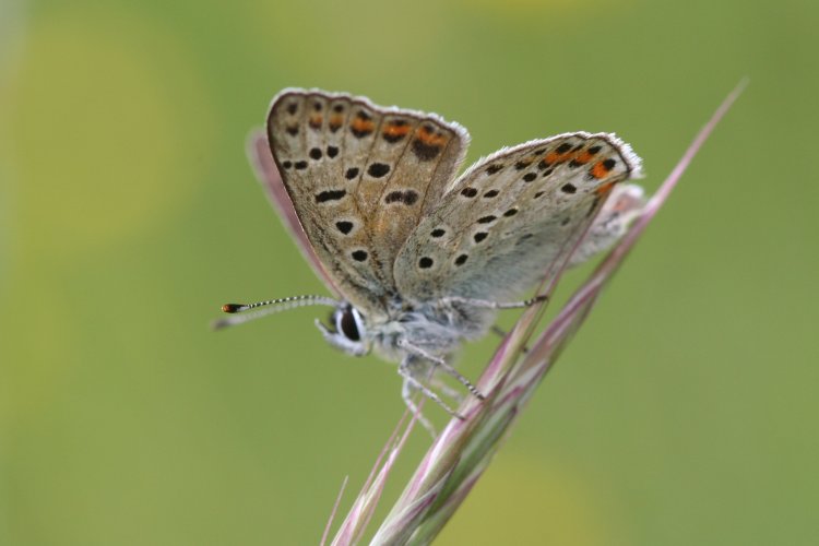 Heodes tityrus