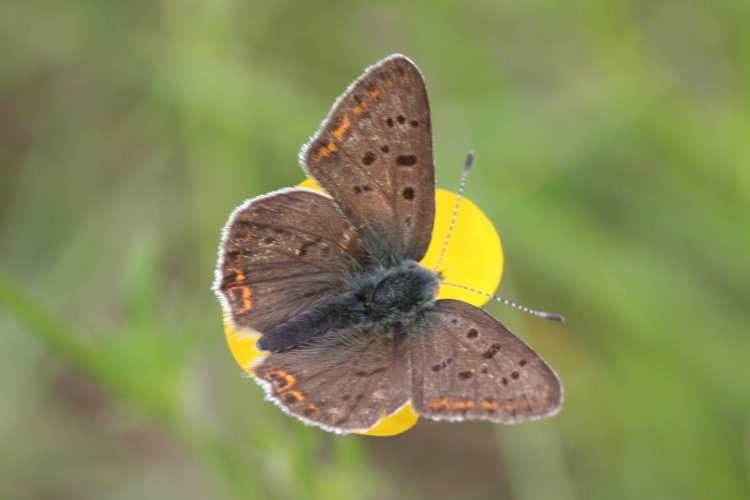 Heodes tityrus