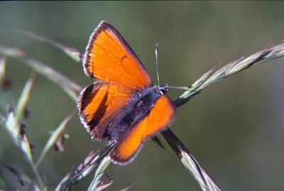 Lycaena hippothoe