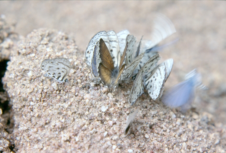 Uranothauma falkensteini