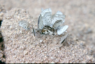 Uranothauma falkensteini
