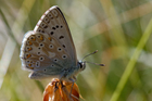 img_8688-v.jpg