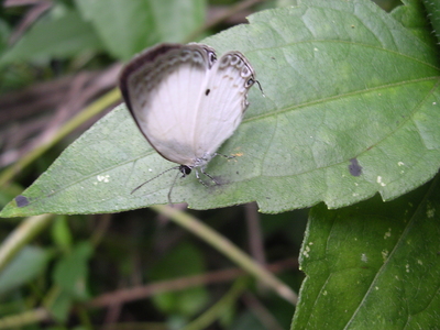 Oboronia liberiana