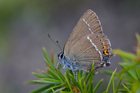 img_4974-v.jpg