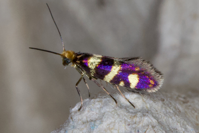 Micropterix allionella