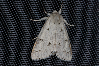 Acronicta leporina