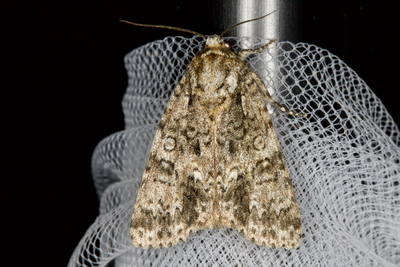 Acronicta rumicis