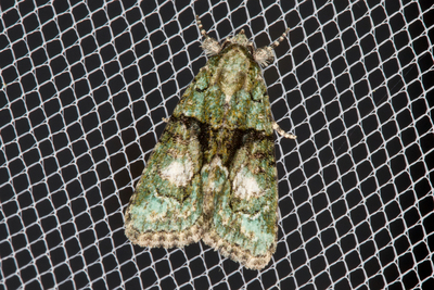 </i>Complex <i>Cryphia algae/pallida/ochsi