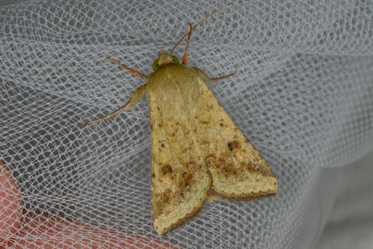 Helicoverpa armigera