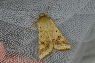 Helicoverpa armigera