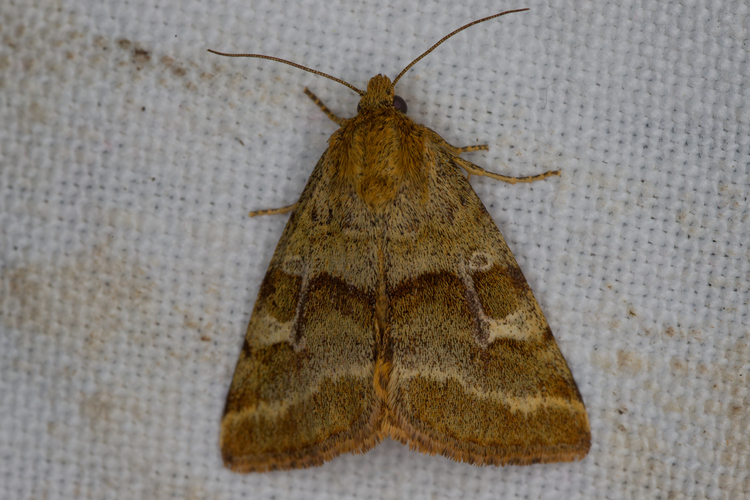 Synthymia fixa