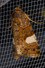 img_2679-v.jpg
