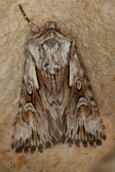Chloantha hyperici