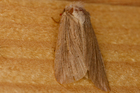 recto