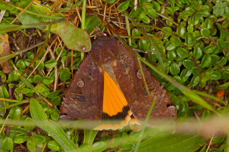 Noctua pronuba