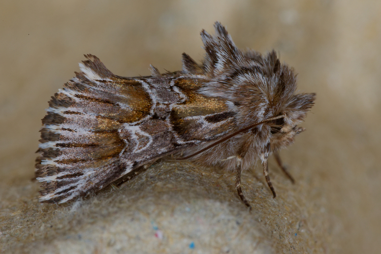 Amephana aurita