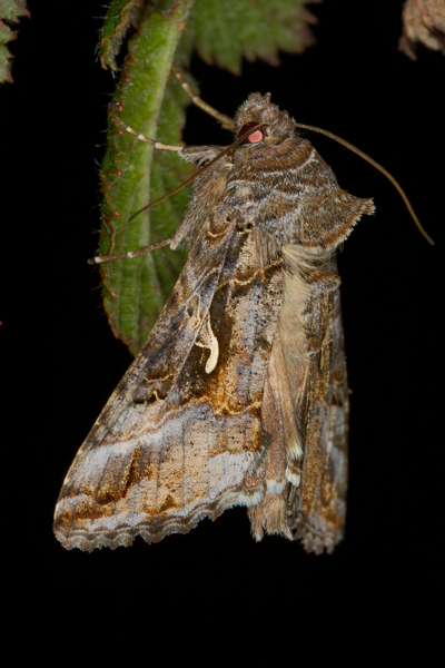 Autographa gamma