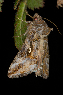 Autographa gamma