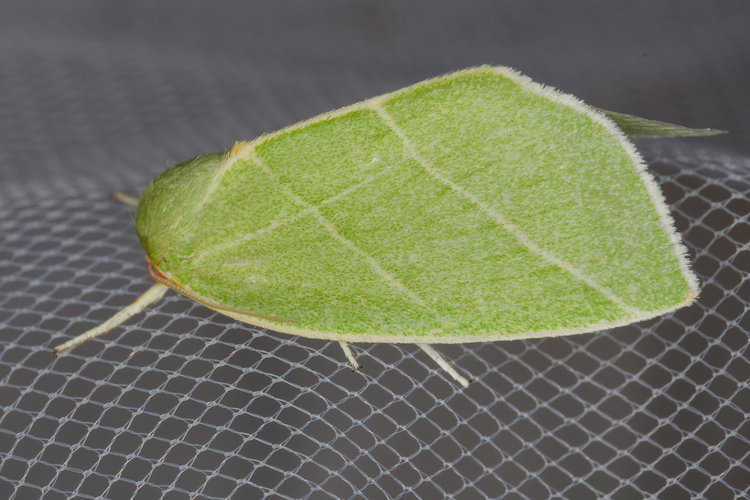 Bena bicolorana