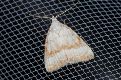 Meganola albula