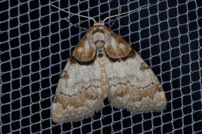 Nola cucullatella