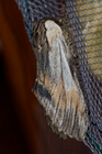 img_1474-v.jpg