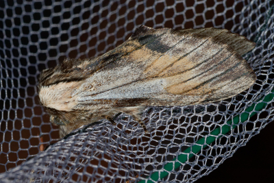 Harpyia milhauseri