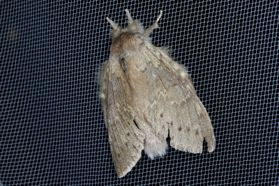 Stauropus fagi