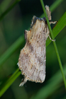 img_3992-v.jpg