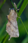 img_3998-v.jpg