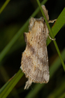 img_4003-v.jpg
