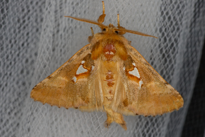 Spatalia argentina