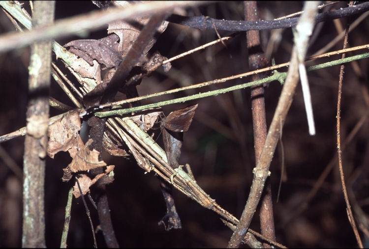 Ariadne enotrea