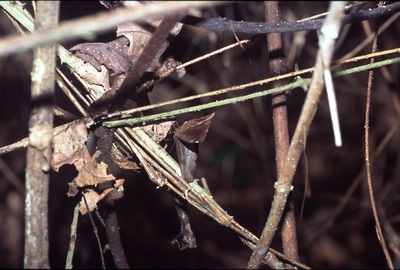 Ariadne enotrea