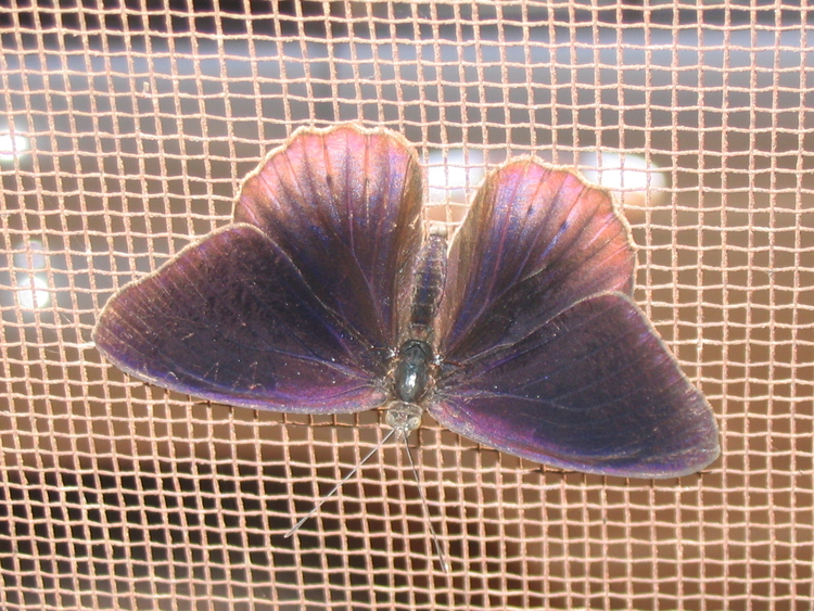 Sevenia occidentalium occidentalium