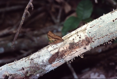 Charaxes candiope