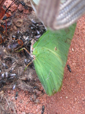 Charaxes eupale
