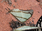 verso