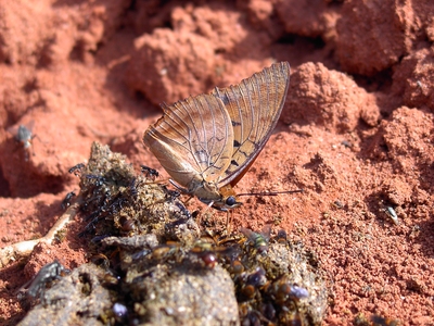 Charaxes lucretius