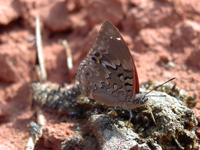 Charaxes smaragdalis