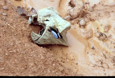 Amauris niavius