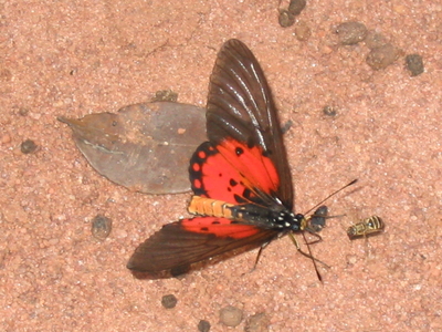 Acraea admatha