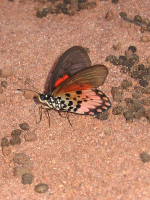 Acraea admatha
