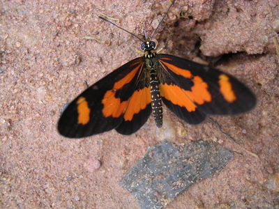 Hyalites bonasia