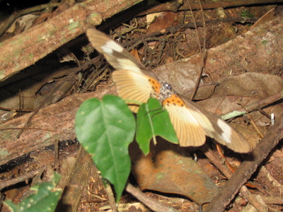 Hyalites jodutta