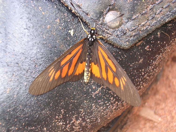 Hyalites orinata
