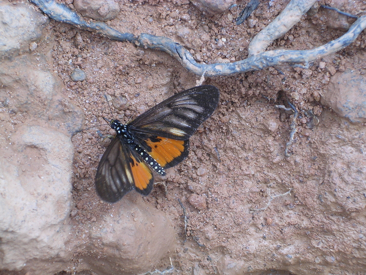 Hyalites pelopeia
