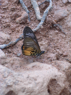 Hyalites pelopeia