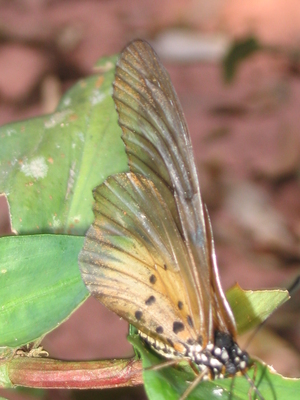 Hyalites pentapolis