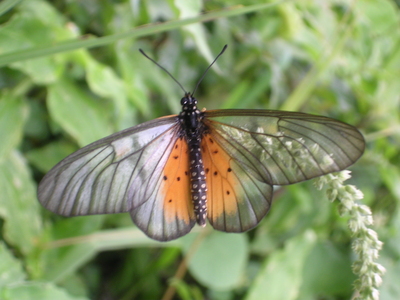 Hyalites vesperalis